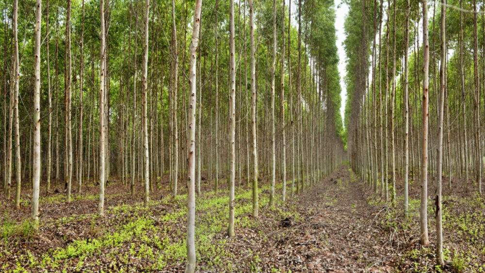 Serviços florestais